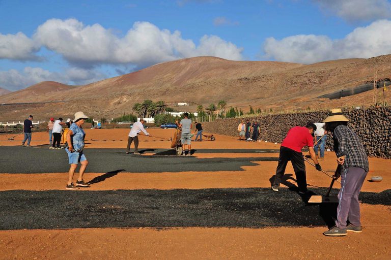 Canteros-de-Cebollinos-en-Granja-Agricola-del-Cabildo-de-Lanzarote-1