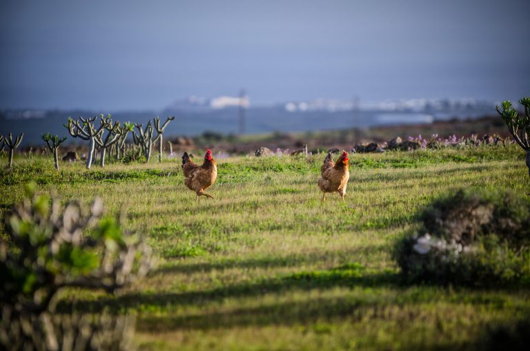 Agricultura_Jeziel_JPG_7