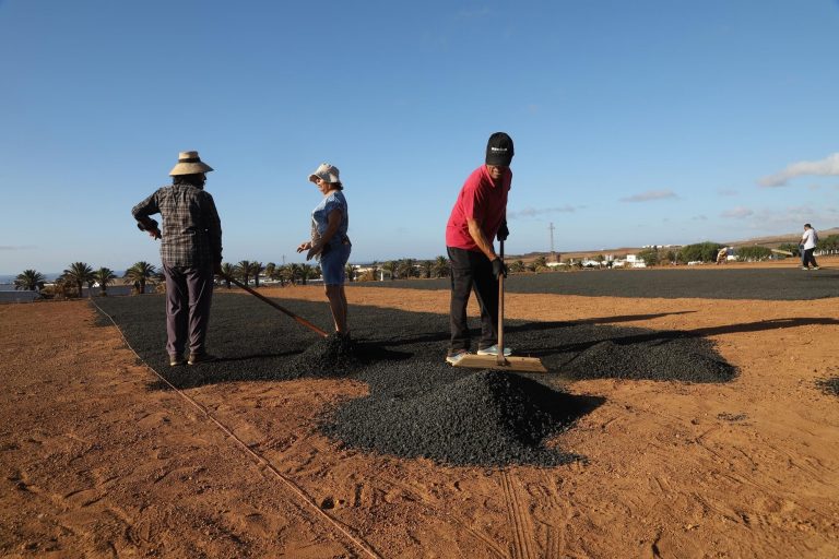 Canteros-de-Cebollinos-en-Granja-Agricola-del-Cabildo-de-Lanzarote-10