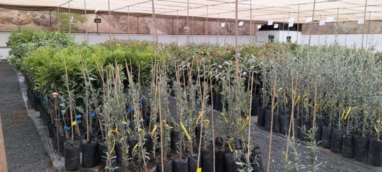 Campaña de frutales (1)