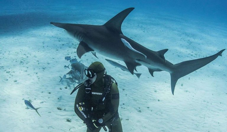 1OLDER THAN TREES (1)