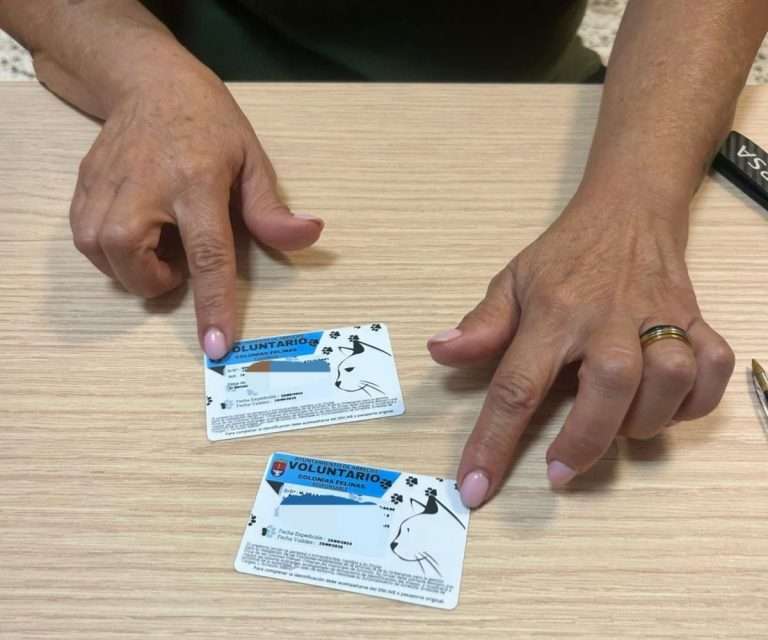 Colonias Felinas (2)