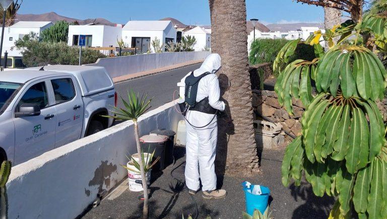 121124. NP. Transición Ecológica y Cabildo de Lanzarote aplican tratamientos fitosanitarios mediante endoterapia a 1