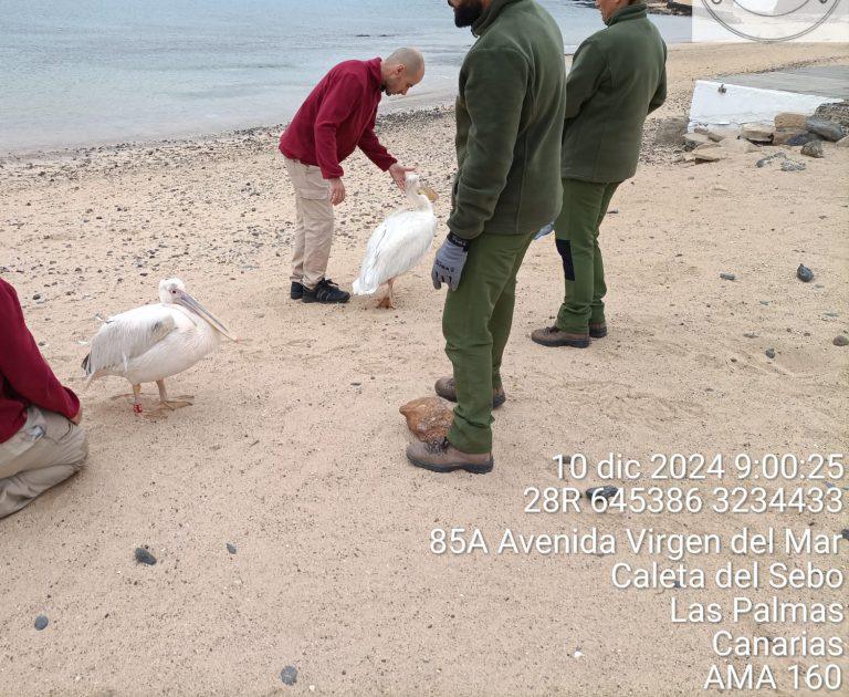 PELÍCANOS EN LA GRACIOSA 2