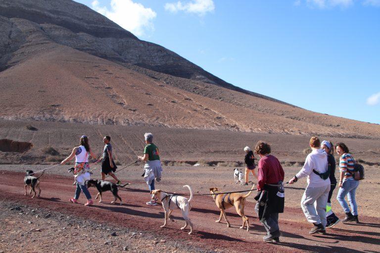 Bienestar animal en Yaiza