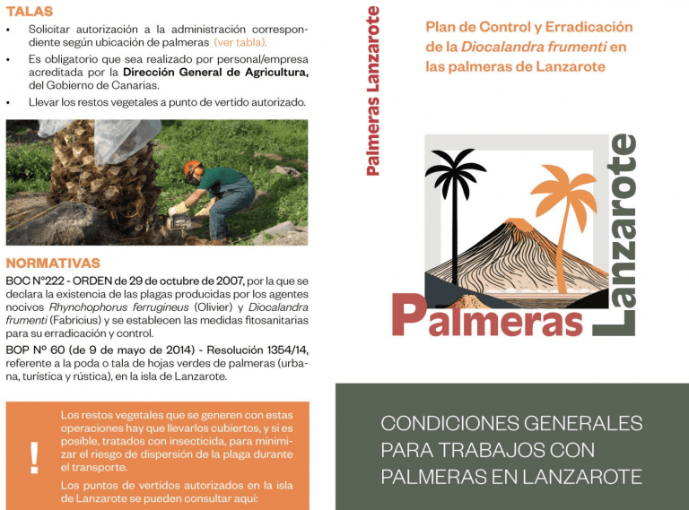 El proyecto Palmeras Lanzarote lanza un nuevo tríptico informativo para promover su conservación en la isla