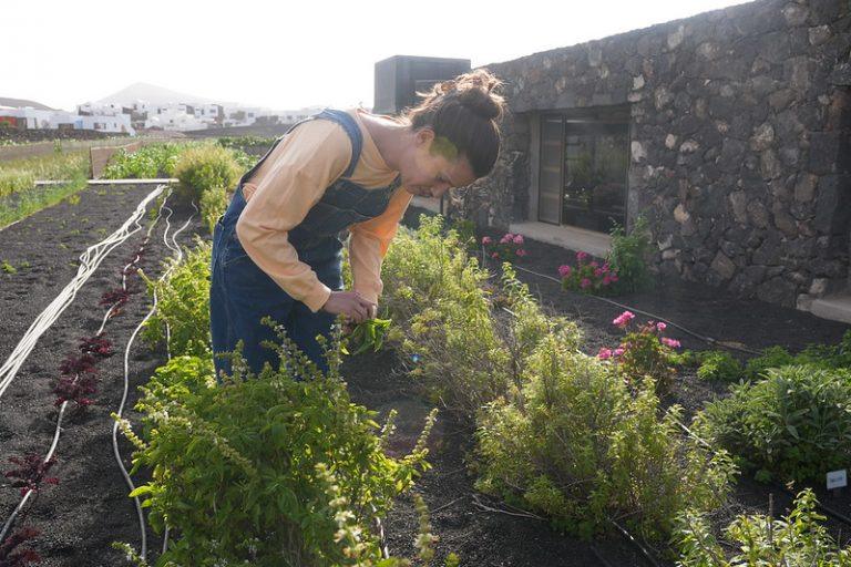 Cultivos tradicionales de Lanzarote (2)