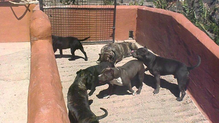 Imagen de perros de raza Presa Canario