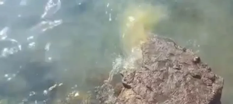 EuropaPress_7026441_vertidos_punta_camello_playa_reducto_arrecife_lanzarote-1024x460