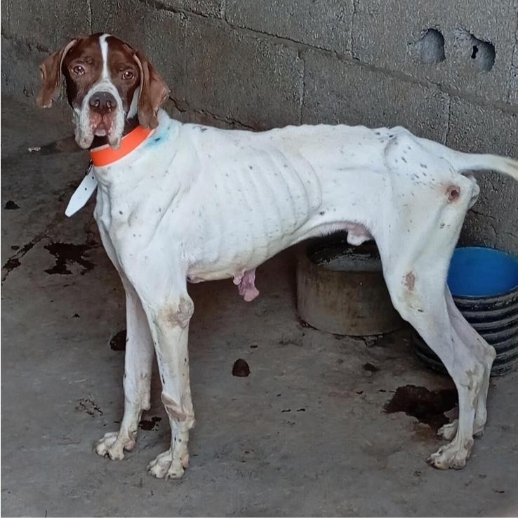 Imagen de uno de los perros maltratados
