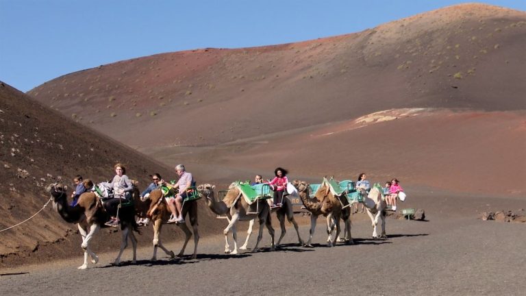 Imagen de camellos en el Parque Nacional de Timanfaya