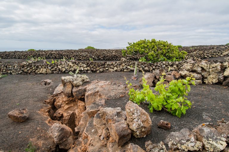 Imagen de la Finca Agroambiental Los Lajares