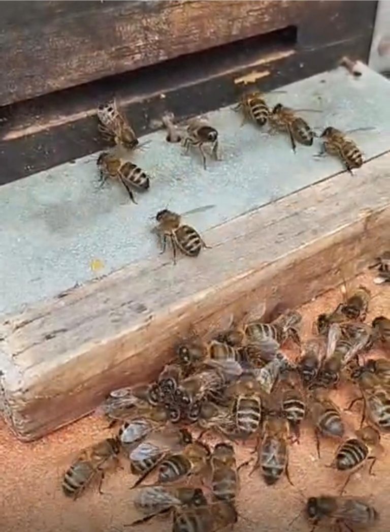 Enjambre de abejas (1)