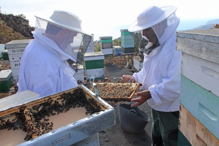 ENTREGA ABEJA REINA CANARIA (7)