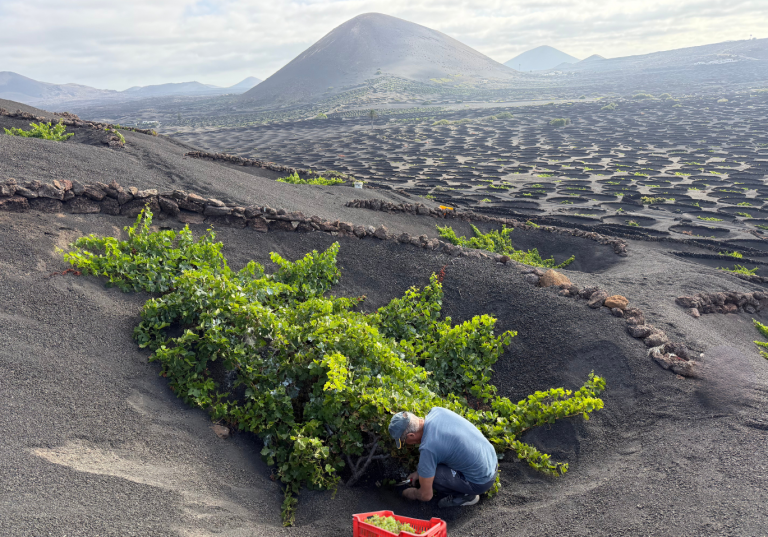 Trabajos de la vendimia de 2026 en el paisaje vitivinícola de La Geria.