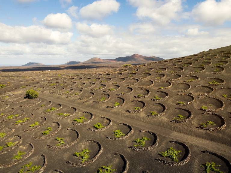 Viñas cultivadas en hoyos de La Geria