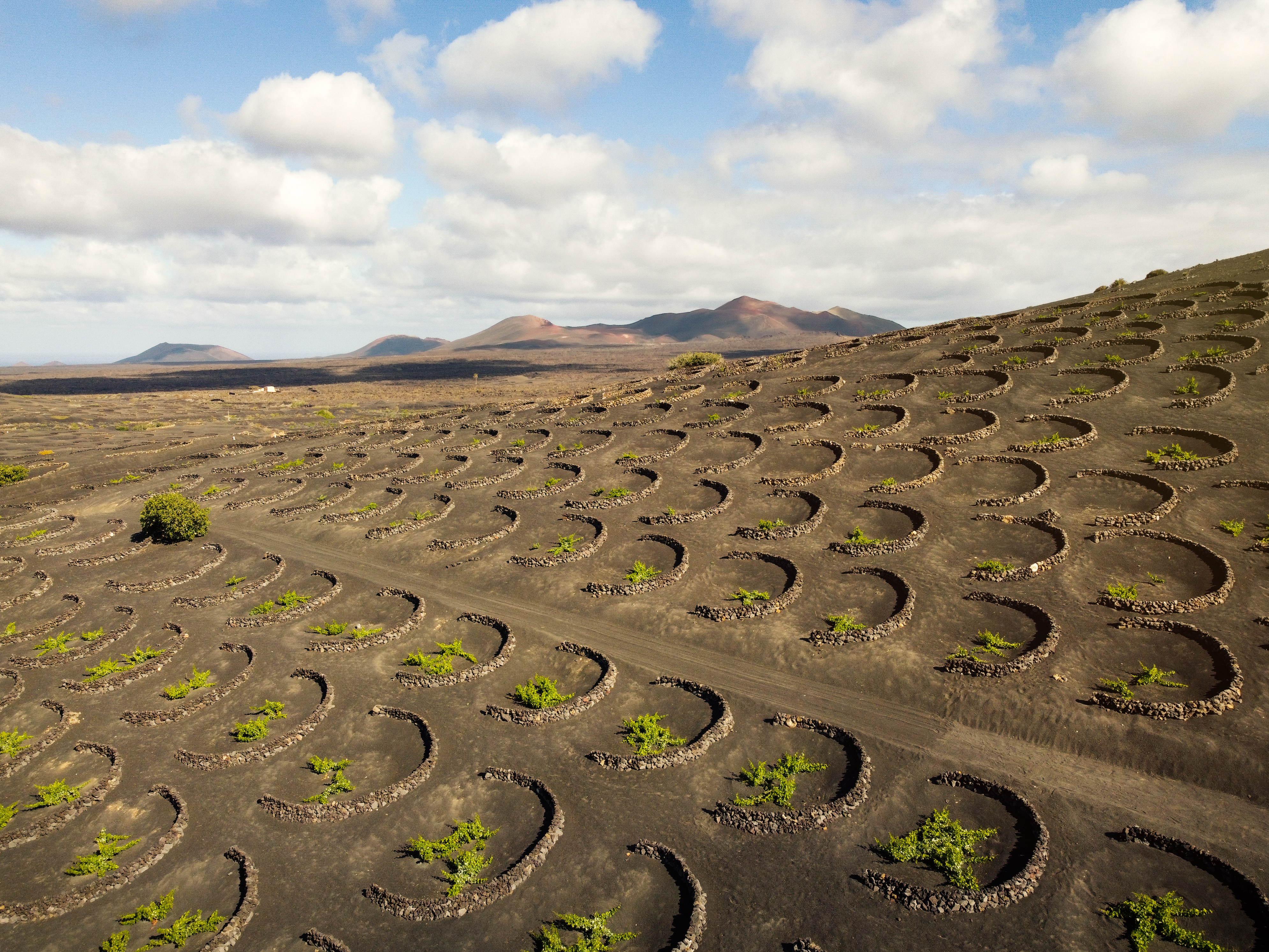 Viñas cultivadas en hoyos de La Geria