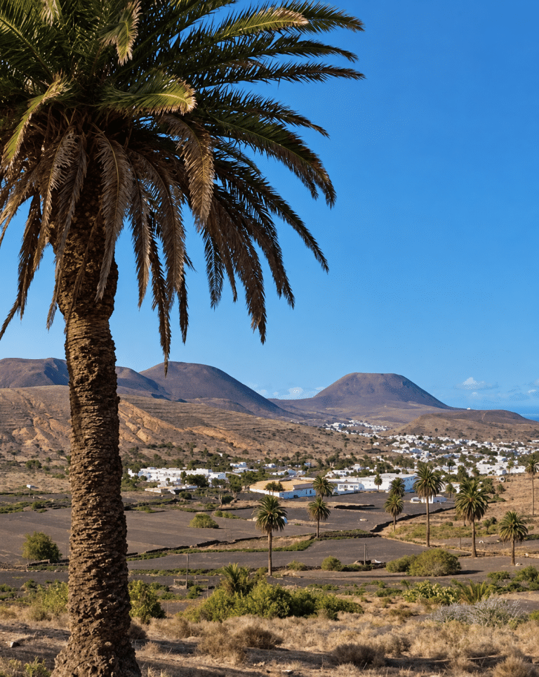 Palmera en primer plano sobre el paisaje de Haría