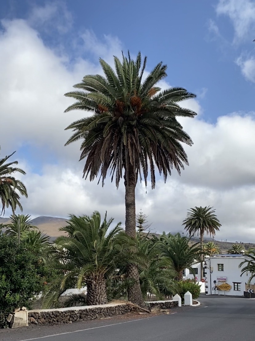 Palmera canaria en el paisaje de Haría